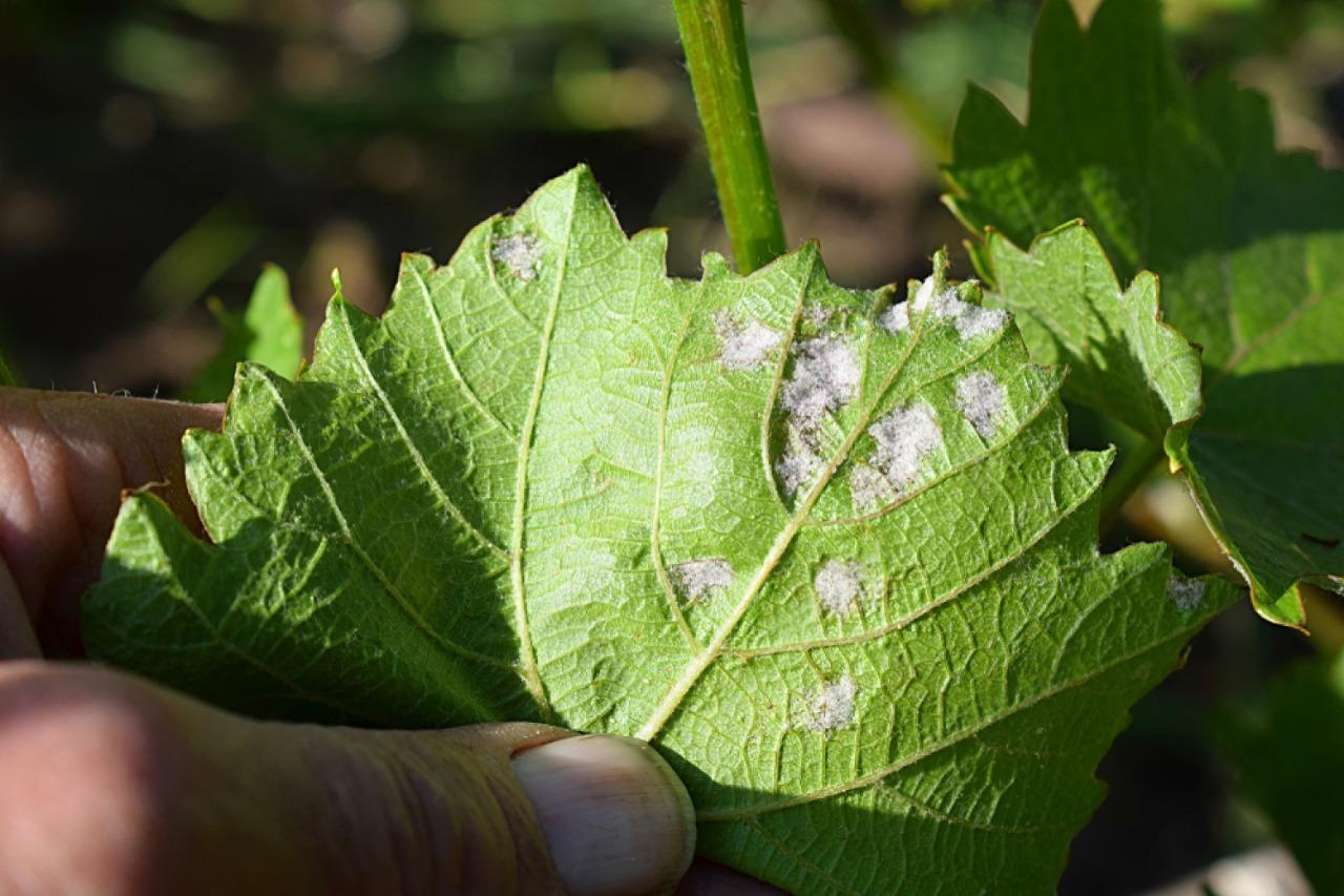 Powdery mildew on leaves