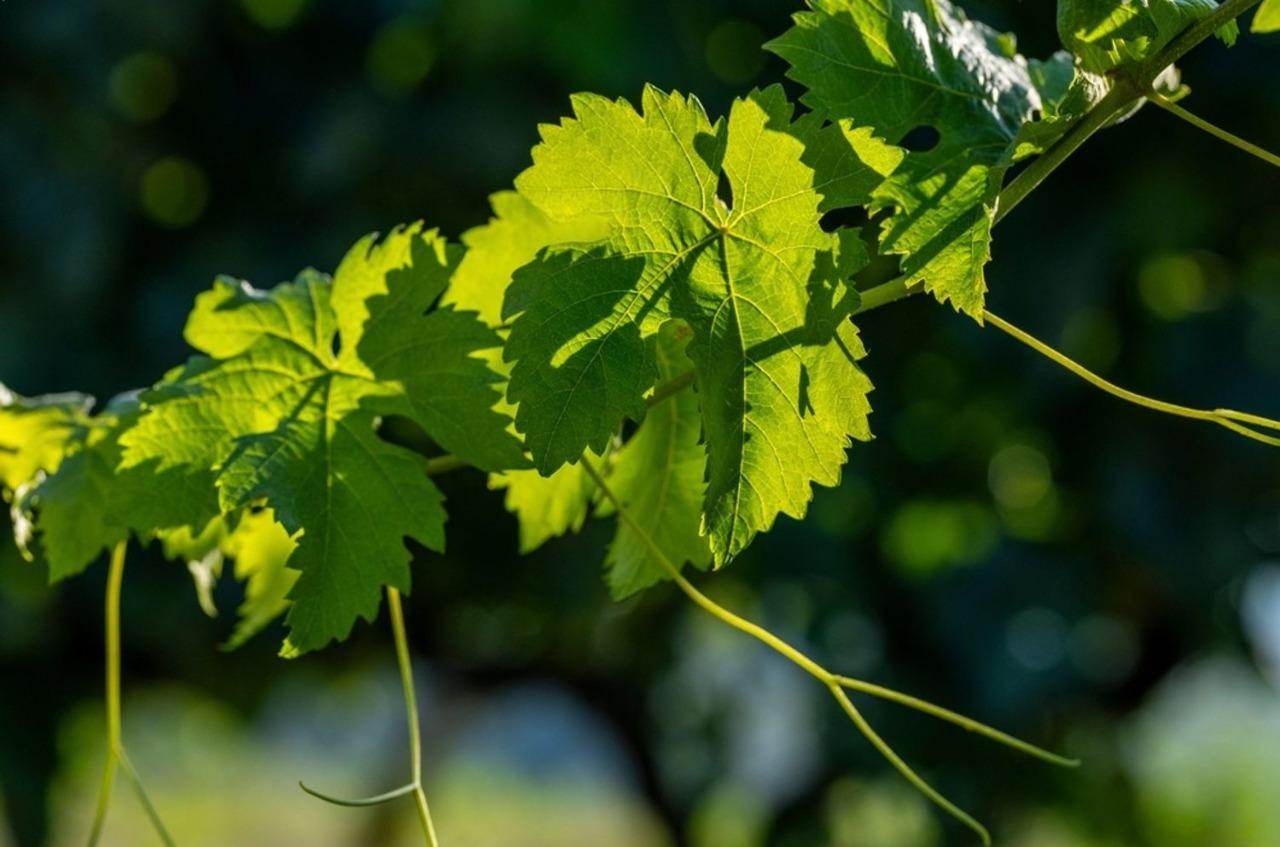 Healthy grape vine leaf