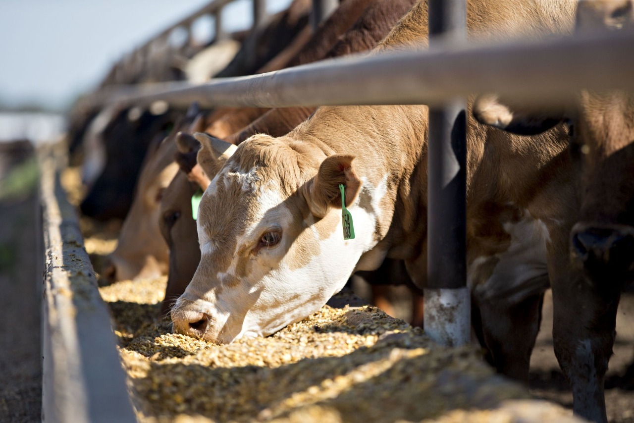 Cow eating feed