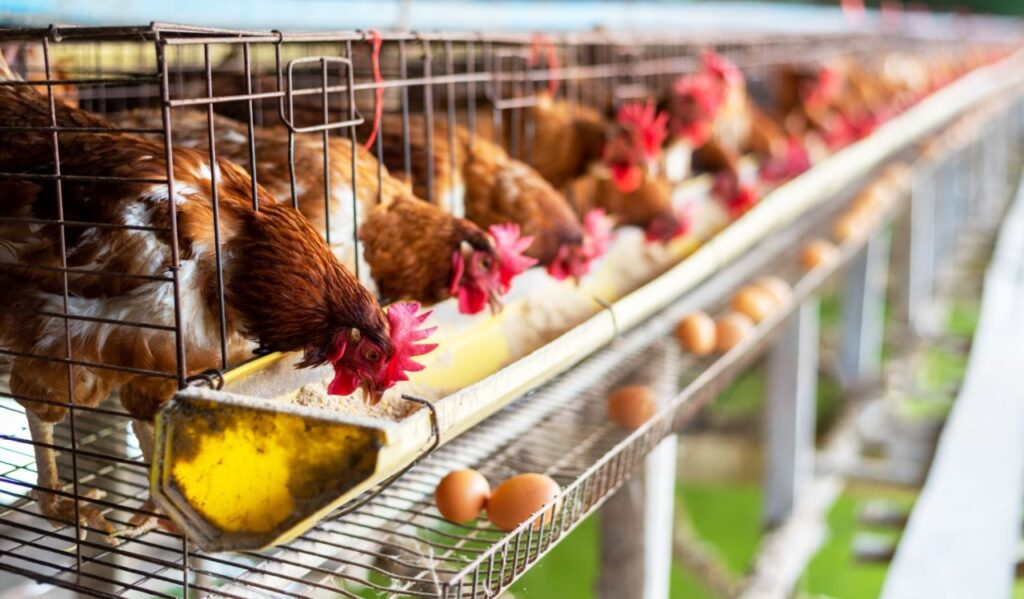 Poultry farming