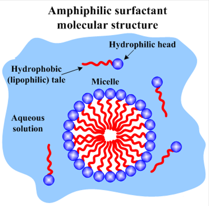 amphiphilic surfactant molecule diagram