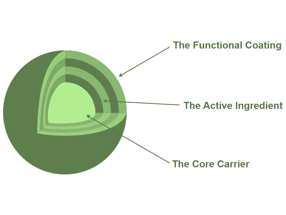 cross section of detergent granule