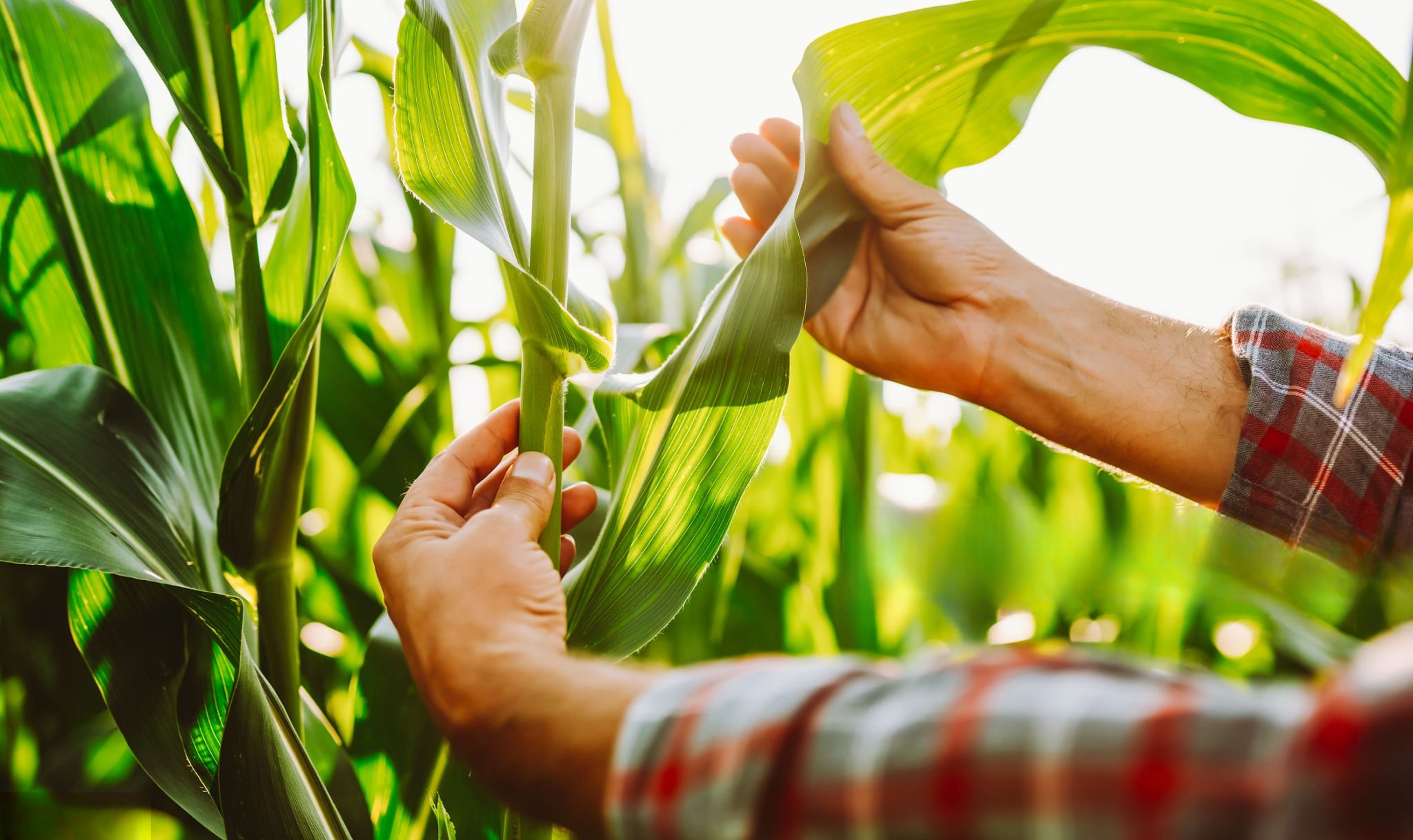 farmer watching plants after using products made from colored speckles
