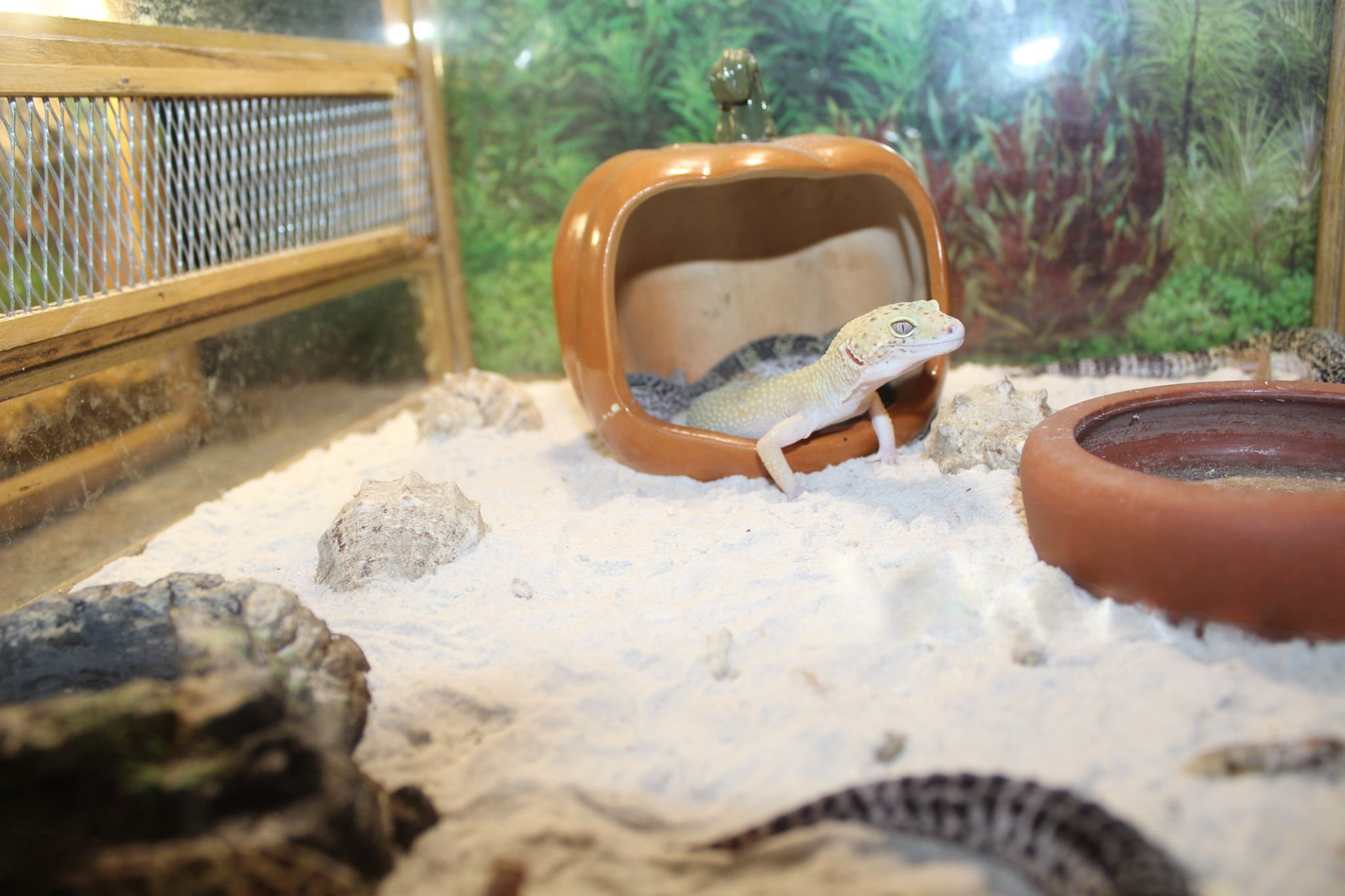 soda ash light reptile enclosure substrate